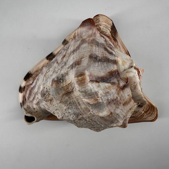 Vintage Striped Cassis Tuberosa - King Helmet Sea Snail Shell - Picture 2 of 10